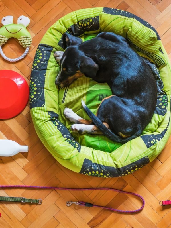 Pet Products
